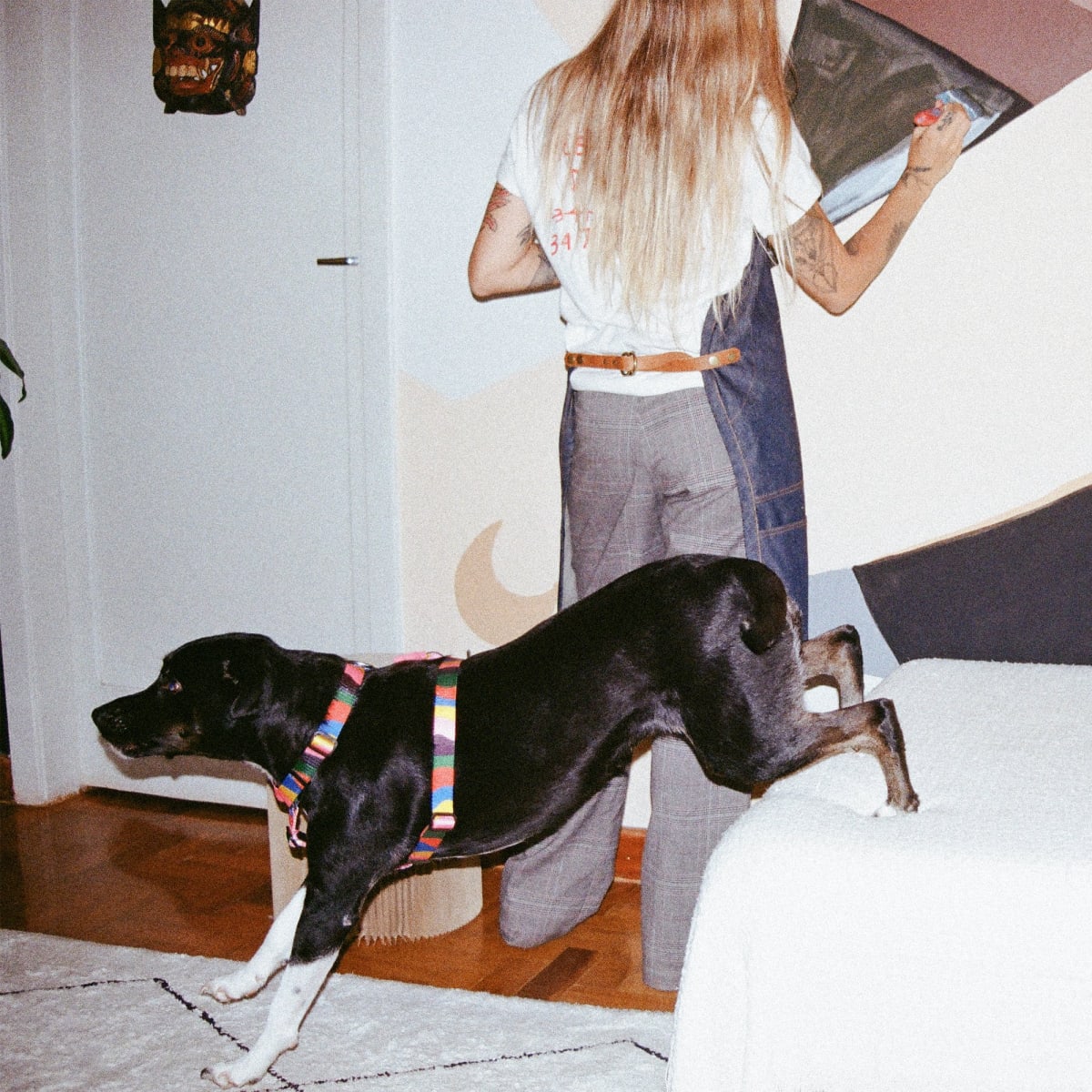 ZEEDOG ARNES CHROMA3