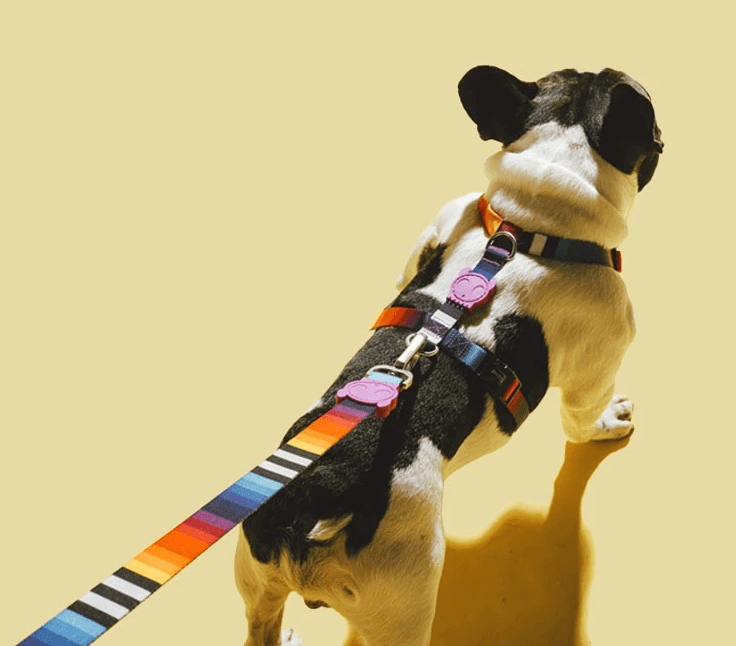 ZEEDOG ARNES PRISMA4