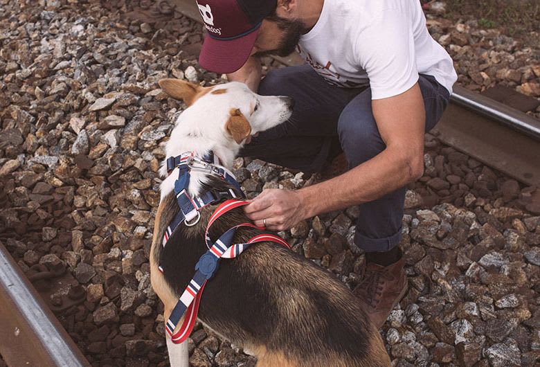 ZEEDOG ARNES ROCKET3