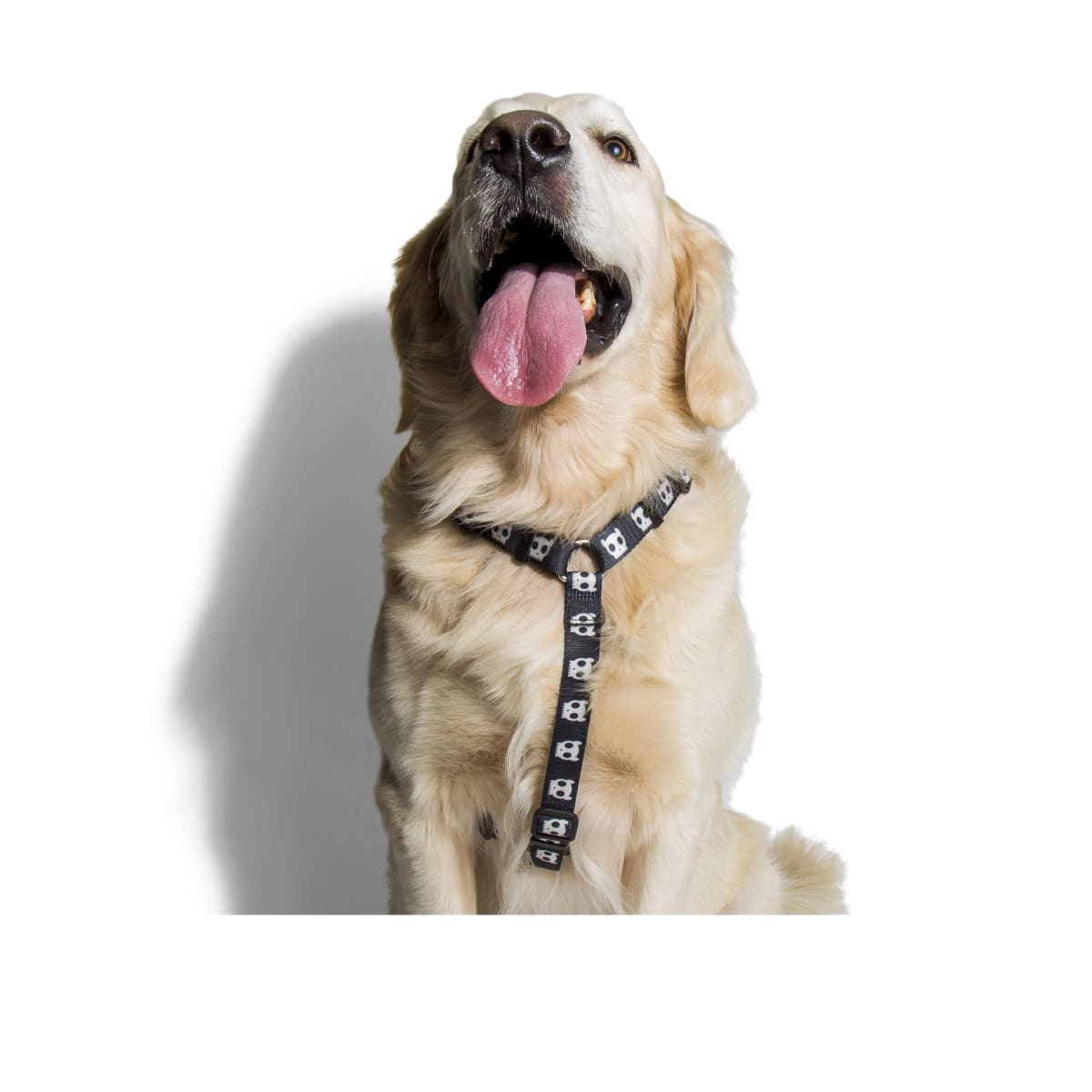 ZEEDOG ARNES SKULL4