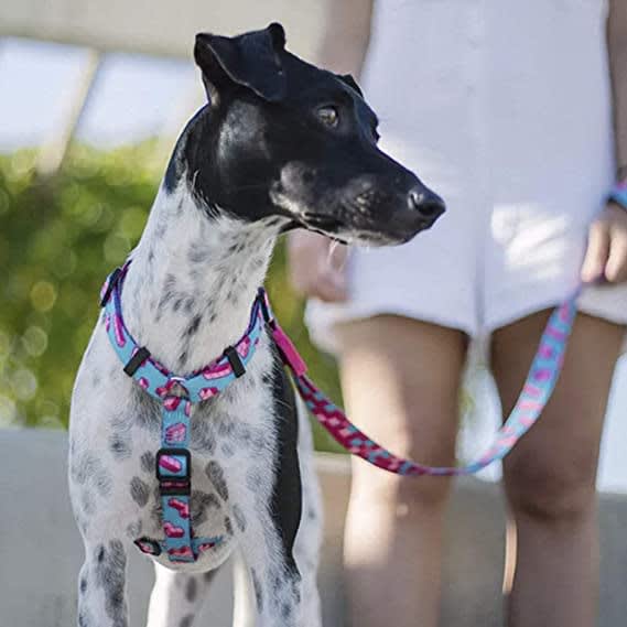 ZEEDOG ARNES TETRIS2