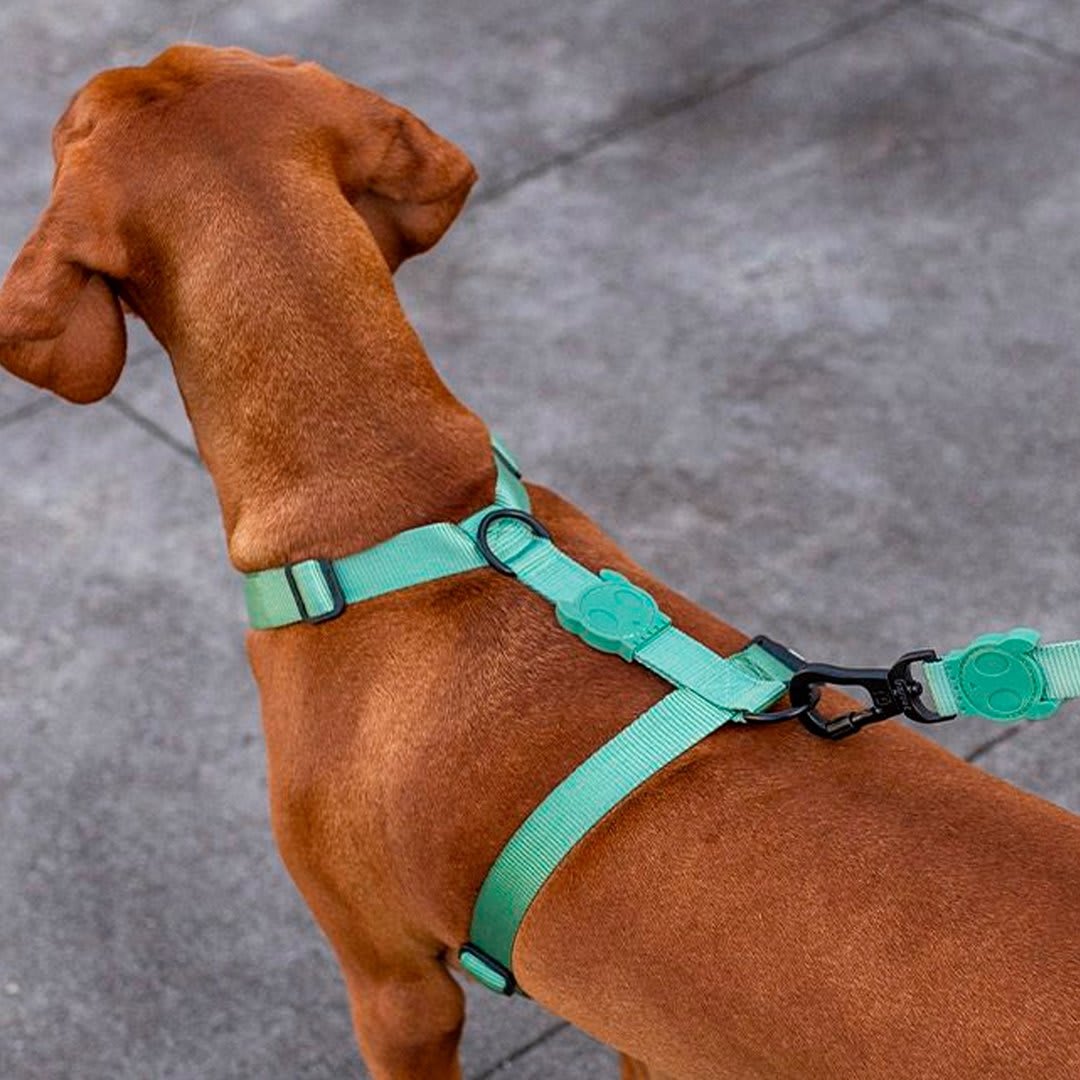 ZEEDOG ARNES ARMY GREEN3