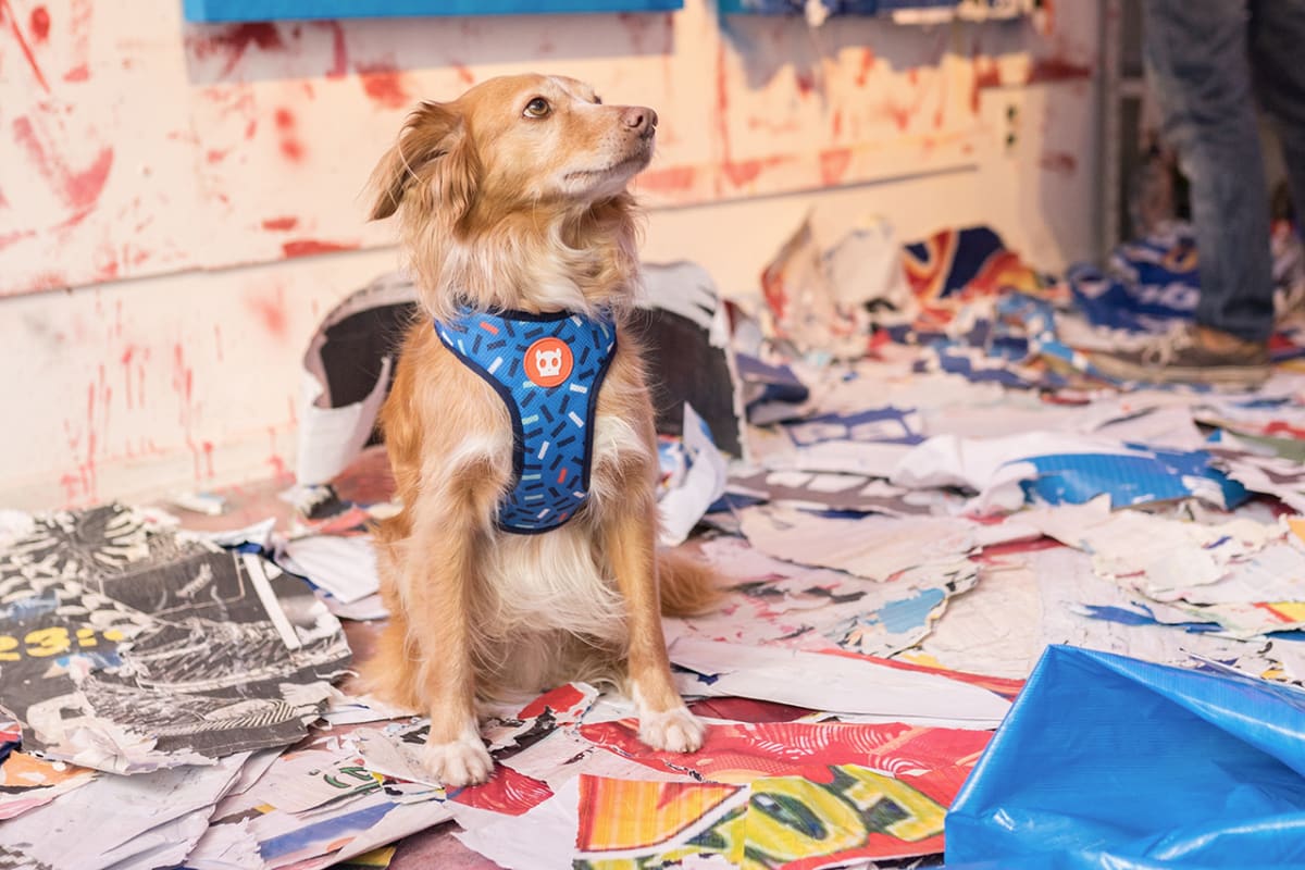 ZEEDOG ATLANTA PECHERA AIR MESH2