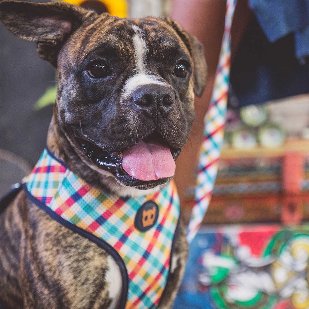 ZEEDOG PHANTOM PECHERA AIR MESH4