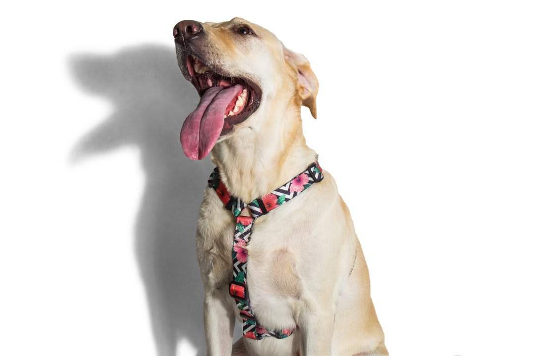 ZEEDOG ARNES MAHALO3