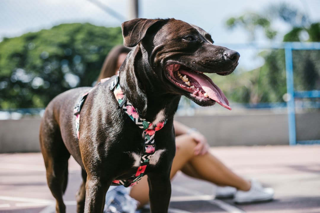 ZEEDOG ARNES MAHALO4