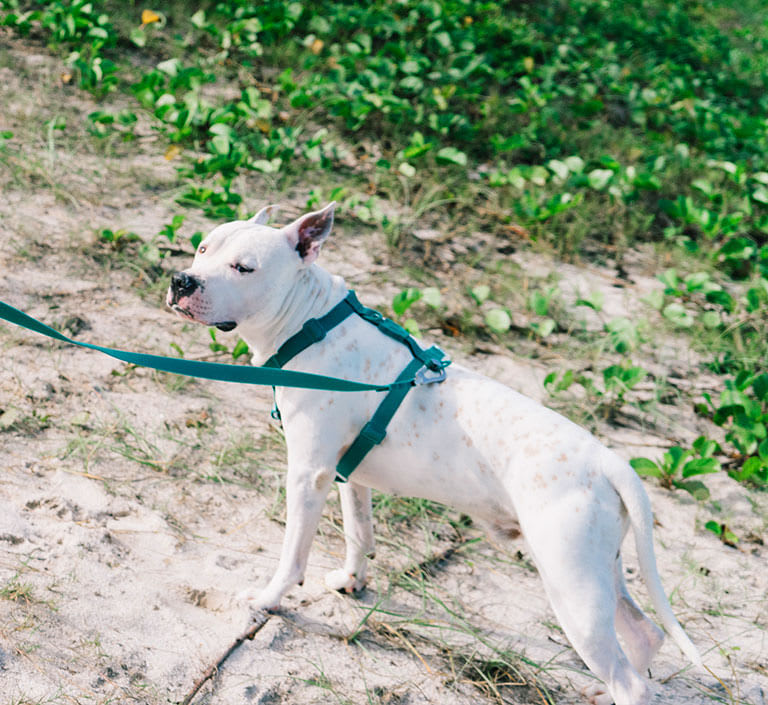 ZEEDOG ARNES NEOPRO AMAZONIA4