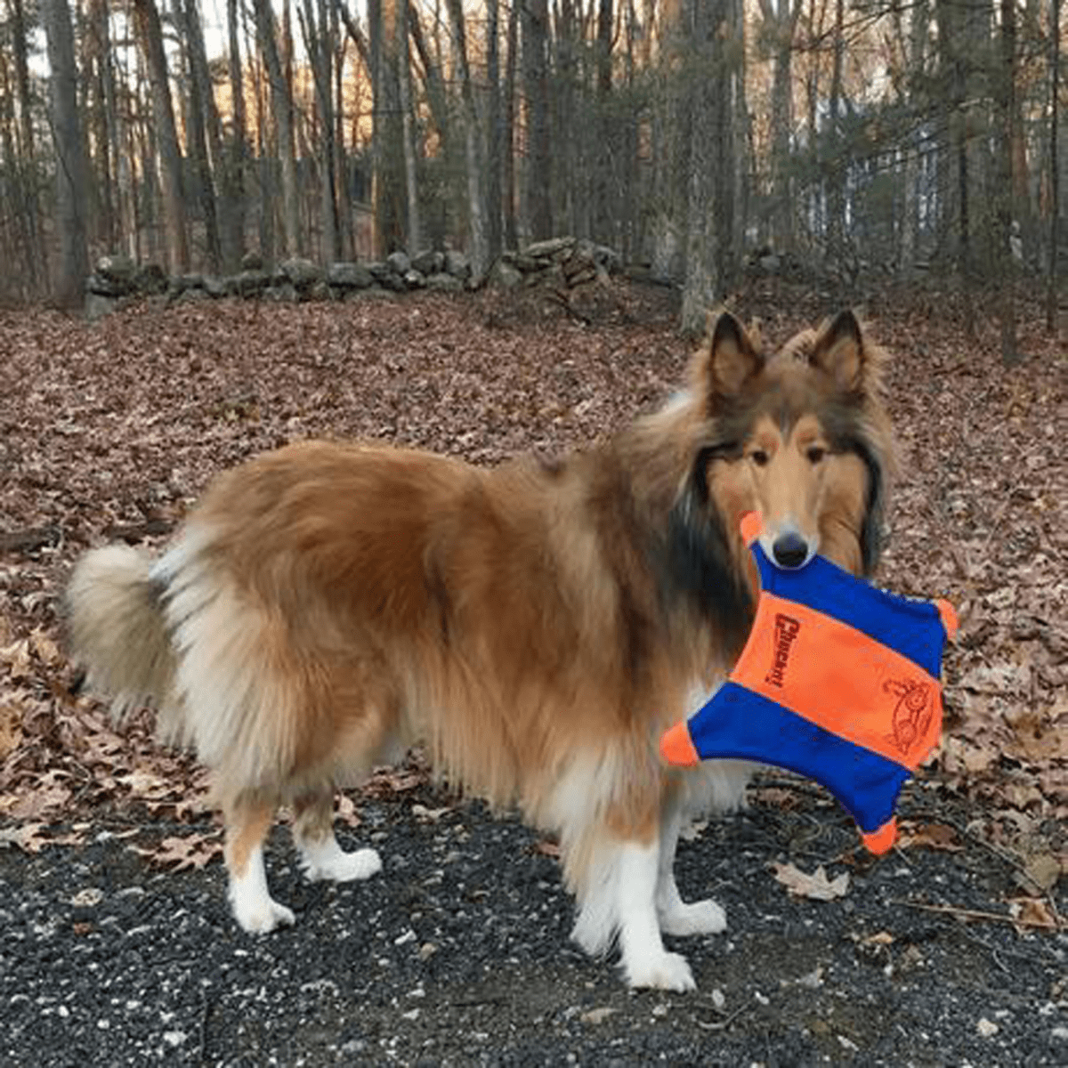 CHUCKIT FLYING SQUIRREL MEDIUM4