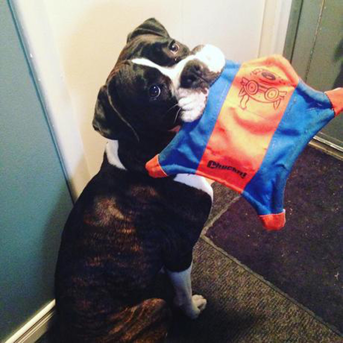 CHUCKIT FLYING SQUIRREL MEDIUM3