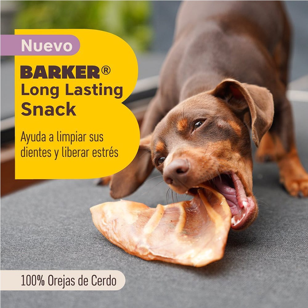 BARKER OREJAS DE CERDO1