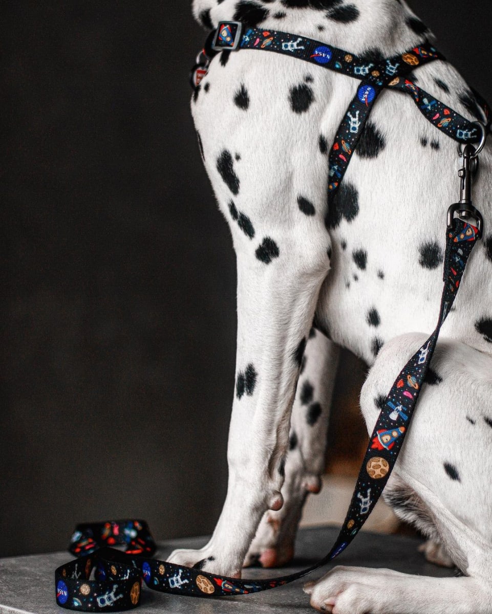 WAUDOG ARNES OVERHEAD ETHNO BLUE - HEBILLA FASTEX - PLACA QR3