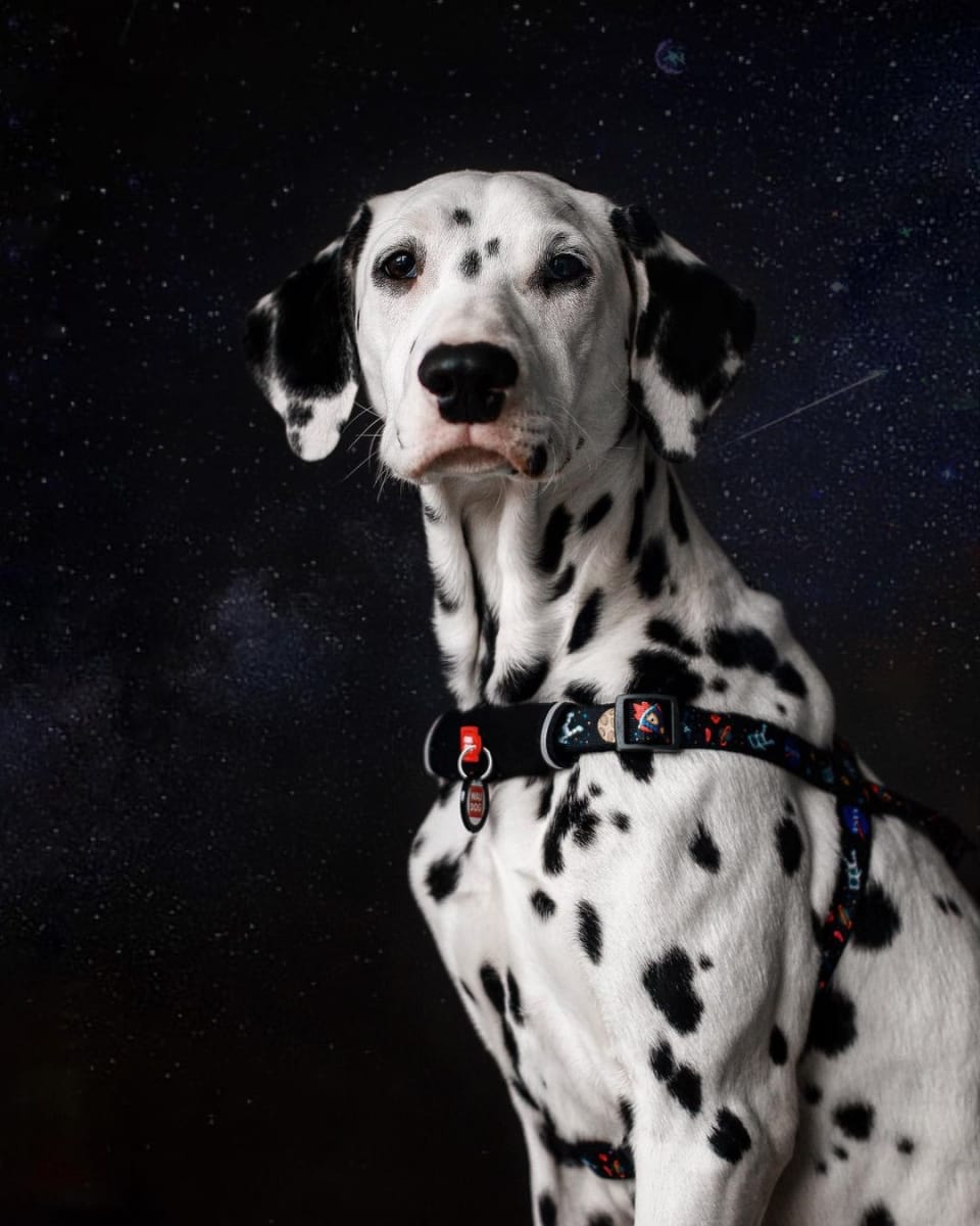 WAUDOG ARNES OVERHEAD PURPLE CAMO - HEBILLA FASTEX - PLACA QR2