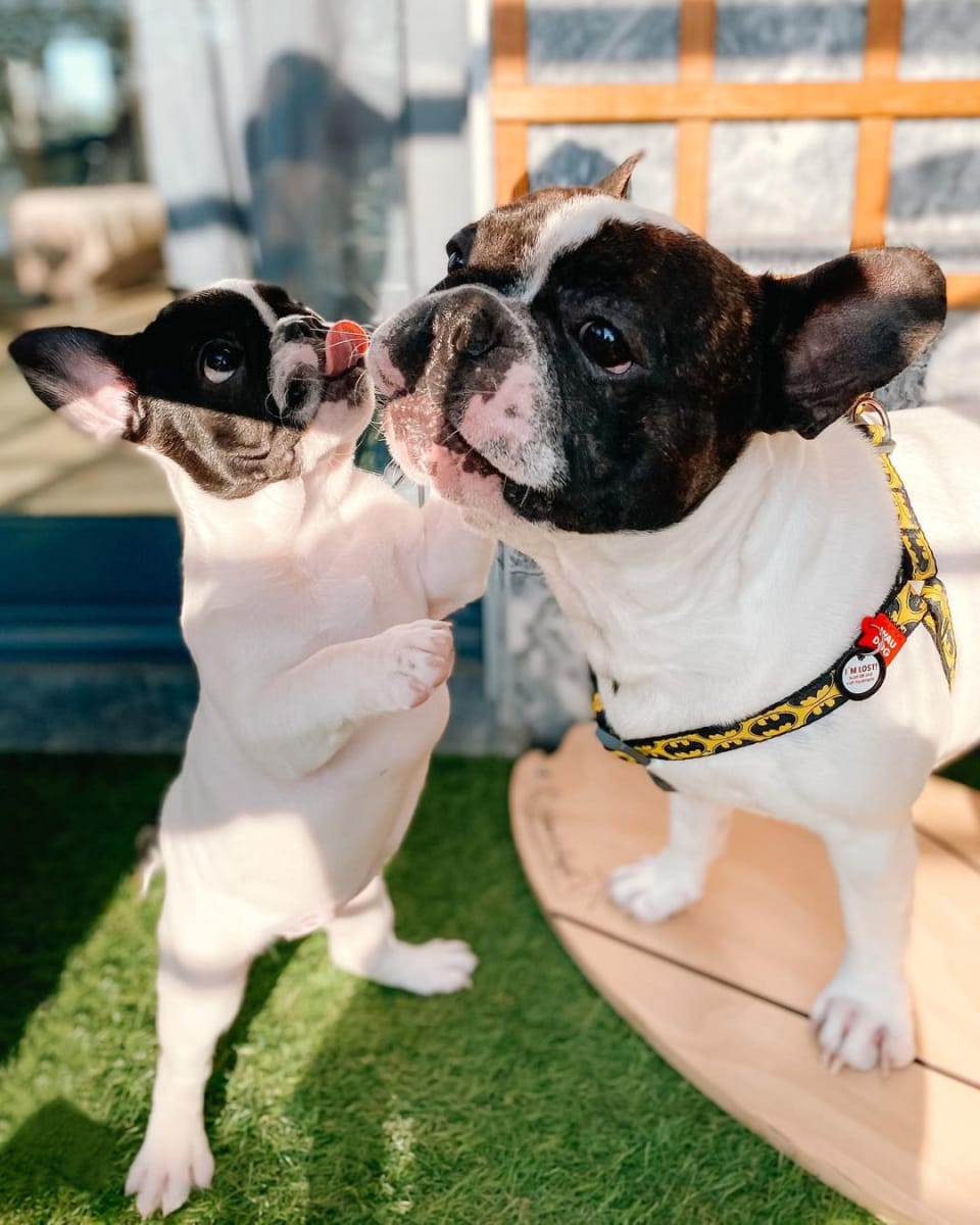 WAUDOG ARNES BATMAN LOGO - HEBILLA FASTEX - PLACA QR2