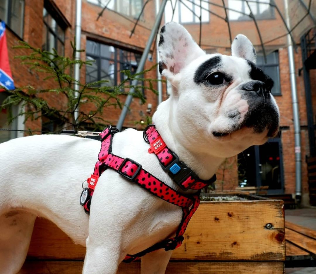 WAUDOG ARNES WATERMELON - HEBILLA FASTEX - PLACA QR3