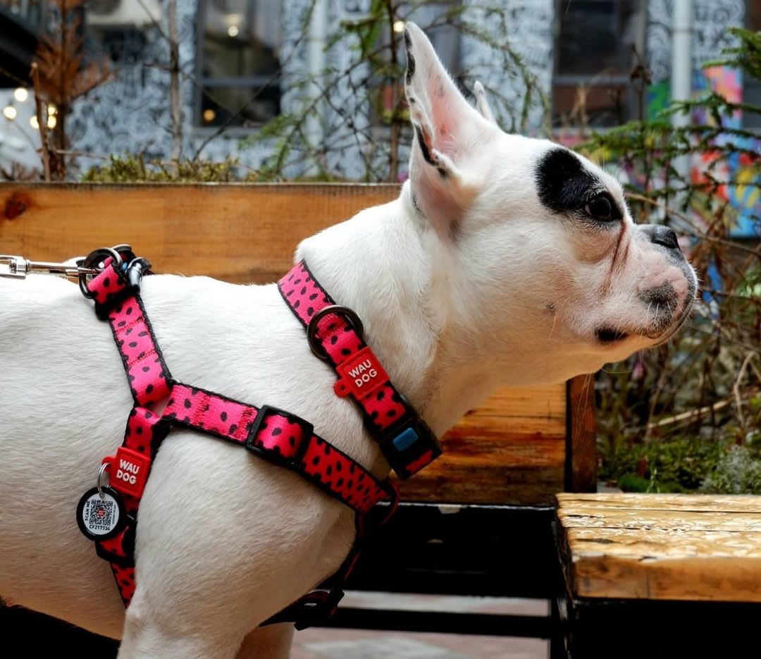 WAUDOG ARNES WATERMELON - HEBILLA FASTEX - PLACA QR4