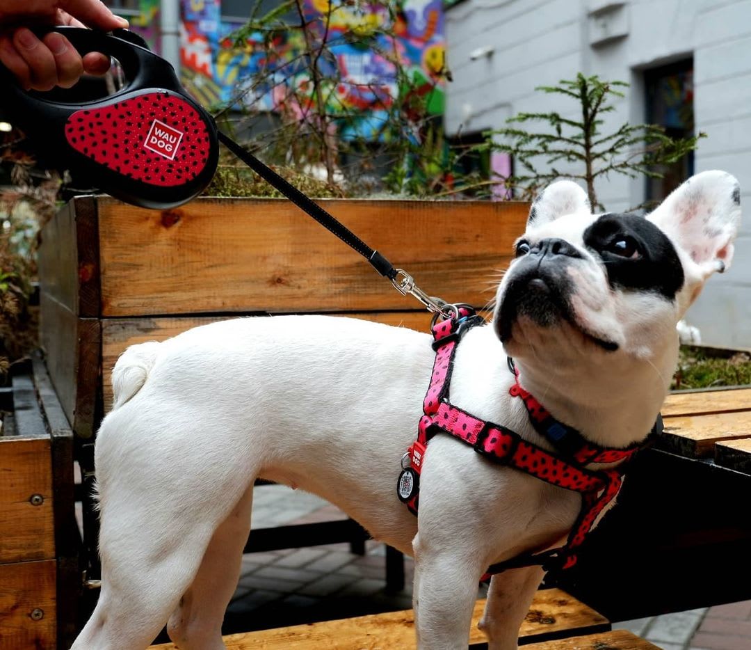 WAUDOG ARNES WATERMELON - HEBILLA FASTEX - PLACA QR5