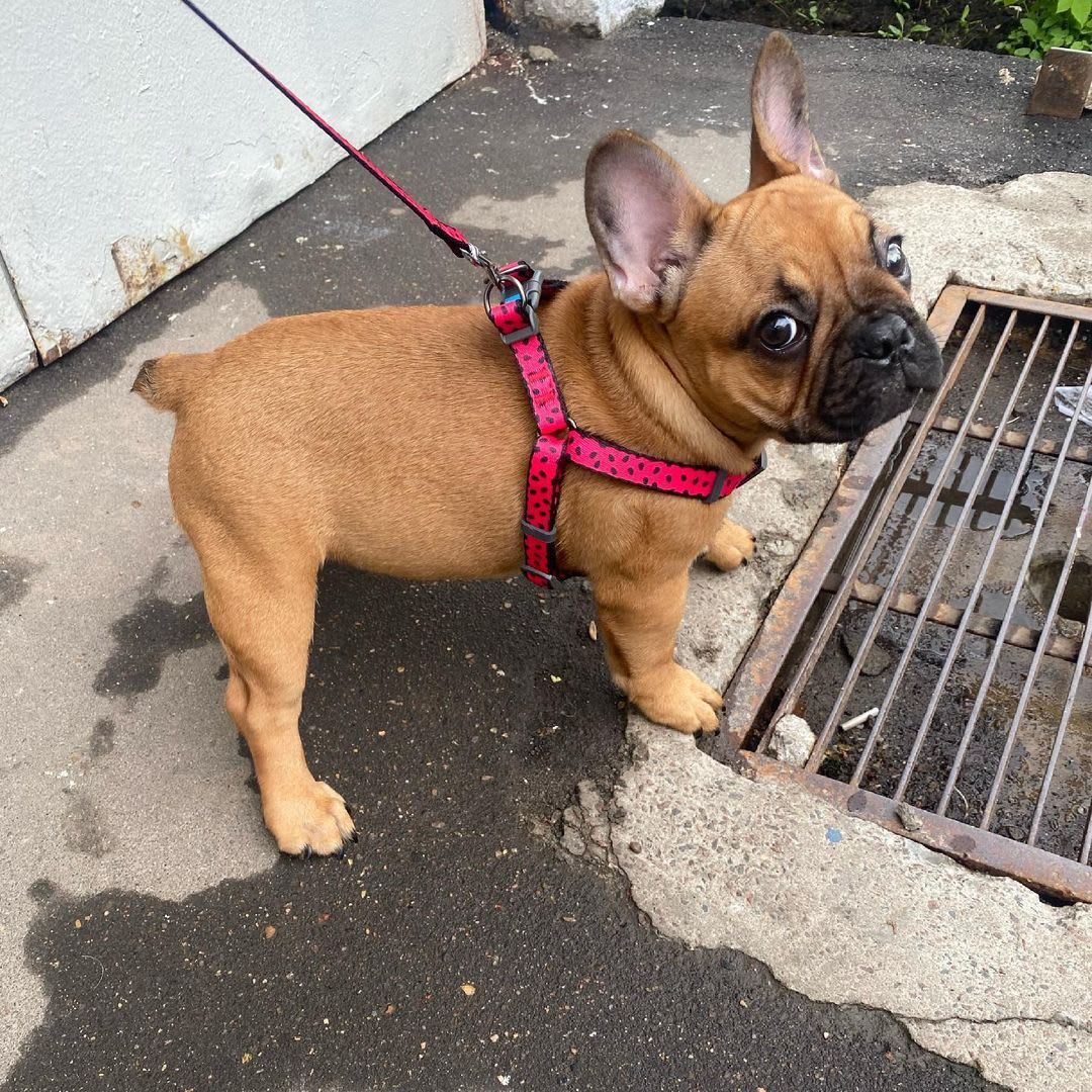 WAUDOG ARNES WATERMELON - HEBILLA FASTEX - PLACA QR6