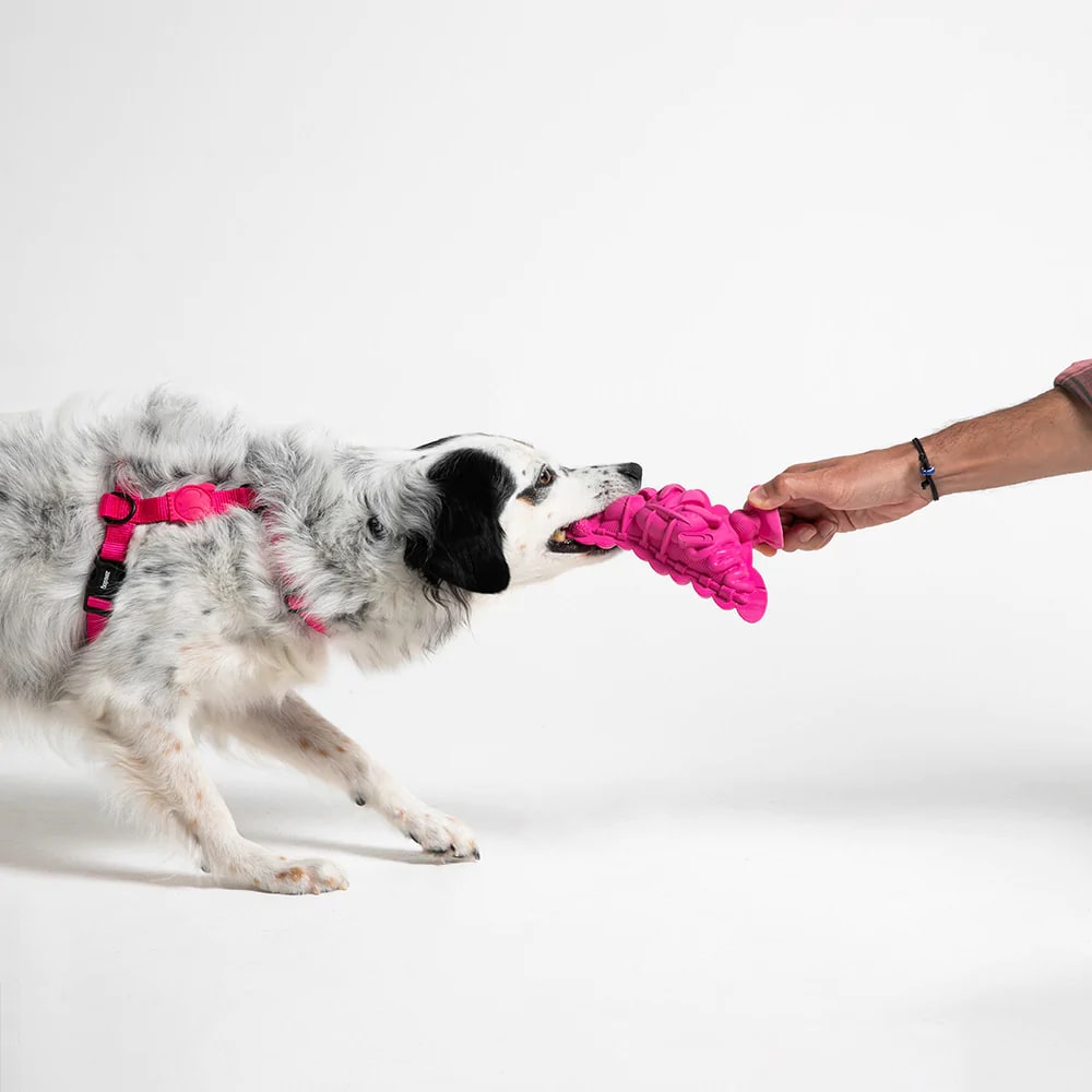 ZEEDOG FAT PIGEON STAPLE2