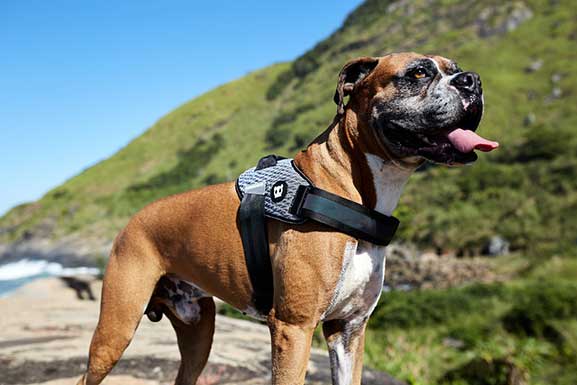 ZEEDOG URBAN FLYHARNESS ARNES2
