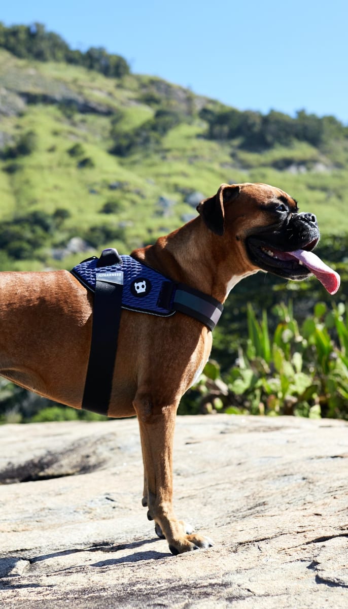 ZEEDOG WICKED FLYHARNESS ARNES4