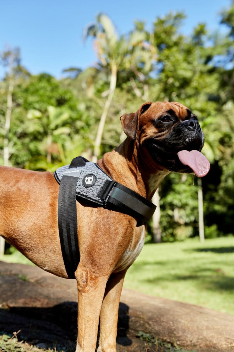 ZEEDOG URBAN FLYHARNESS ARNES3