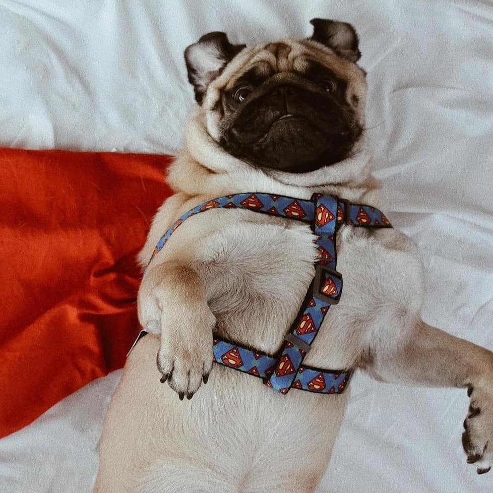 WAUDOG ARNES SUPERMAN LOGO - HEBILLA FASTEX - PLACA QR2