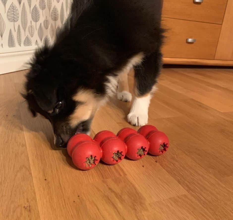KONG Goodie Ribbon4