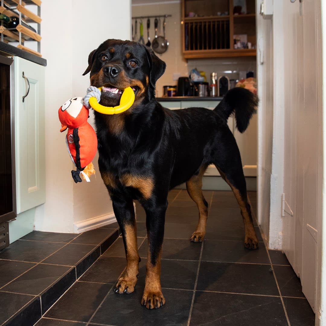 IRON GRIP ZORRO - Juguete jalador con mango de TPR2