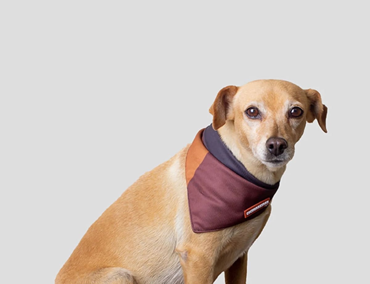 CACHORREIROS BANDANA BOB E MARLEY5