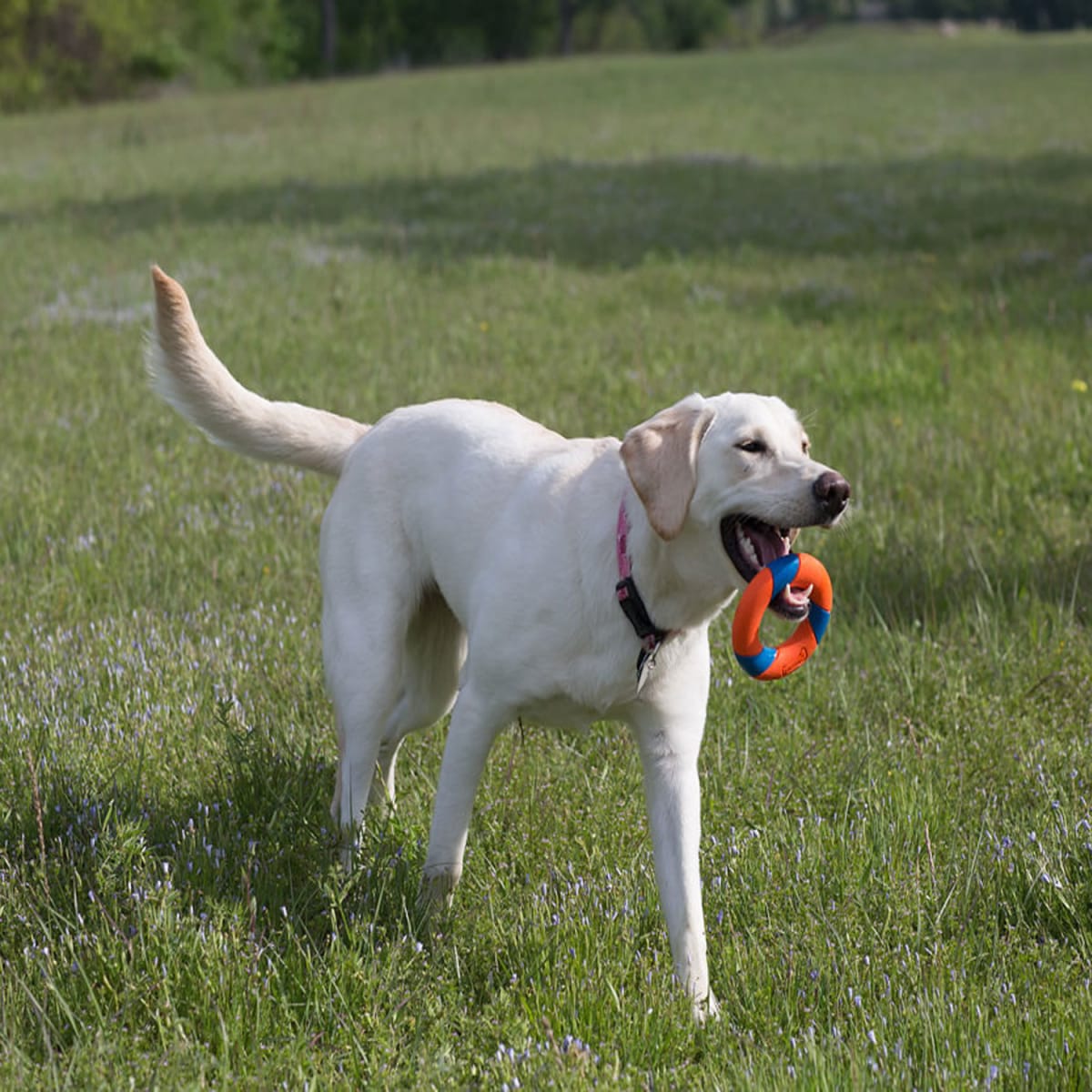 CHUCKIT RING CHASER LAUNCHER4