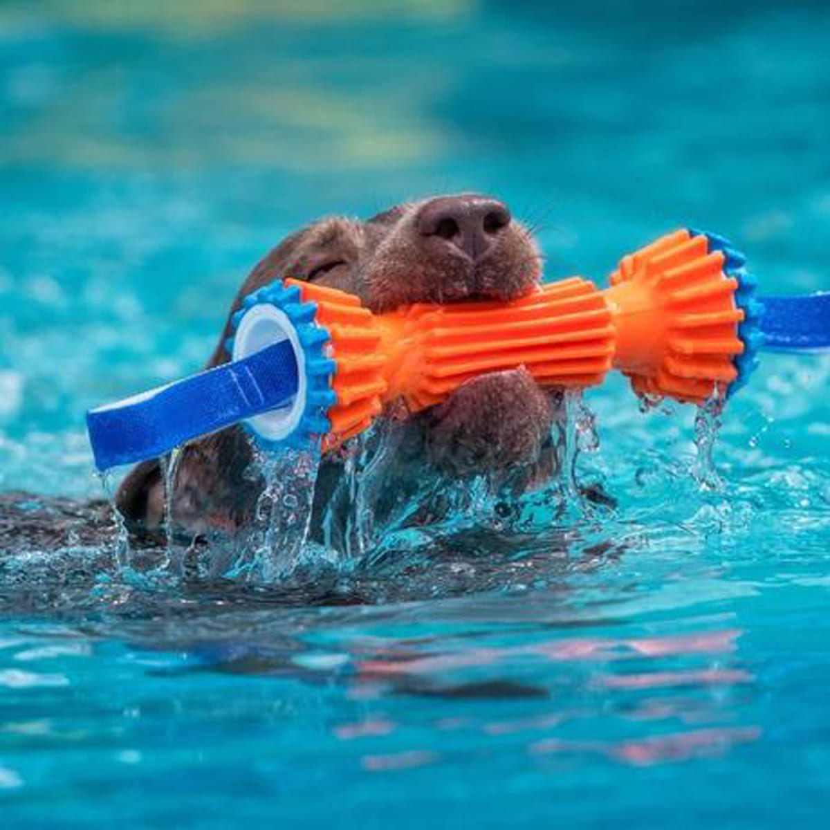 CHUCKIT RUGGED BUMPER MEDIUM3