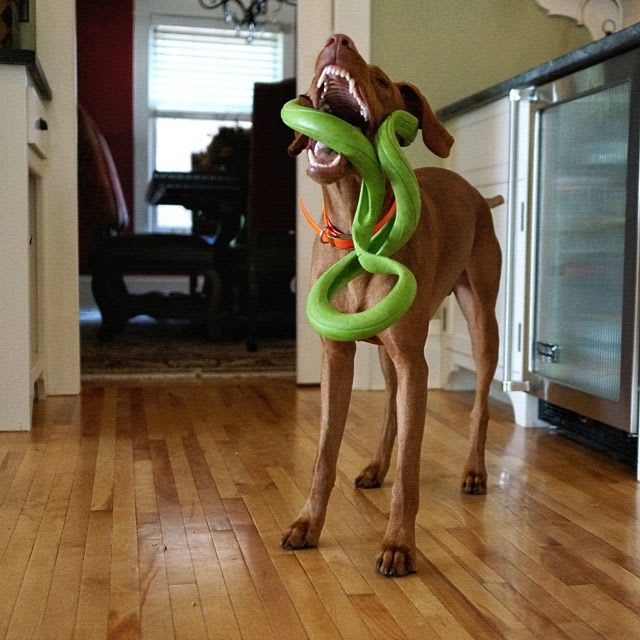 CHUCKIT FLOPPY TUG SMALL ASSORTED2