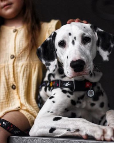 WAUDOG ARNES OVERHEAD ETHNO BLUE - HEBILLA FASTEX - PLACA QR4