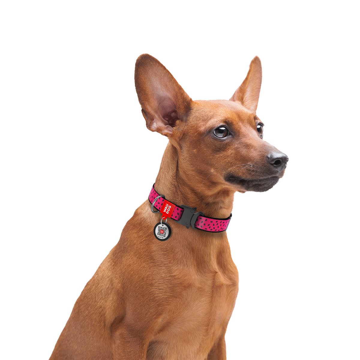 WAUDOG COLLAR WATERMELON - HEBILLA FASTEX METAL - PLACA QR3