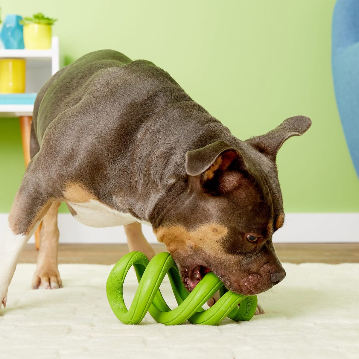 CHUCKIT FLOPPY TUG SMALL ASSORTED1