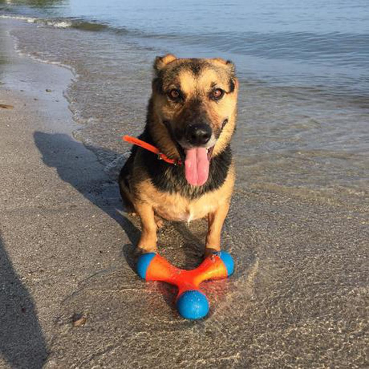 CHUCKIT TRI-BUMPER2