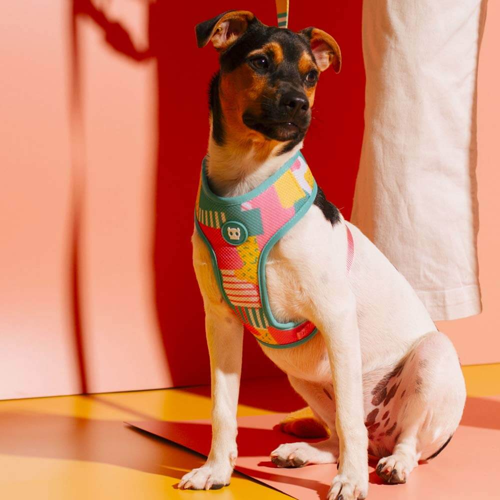 ZEEDOG SALINA PECHERA AIR MESH2