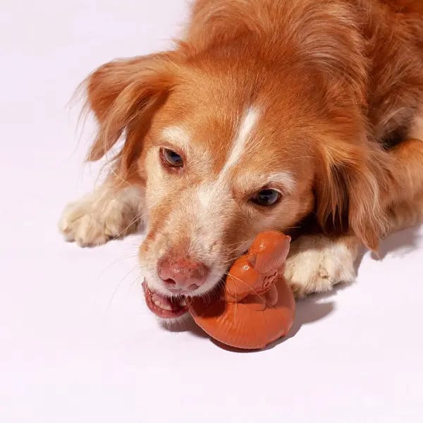 ZEEDOG SPINNY JIMMY2