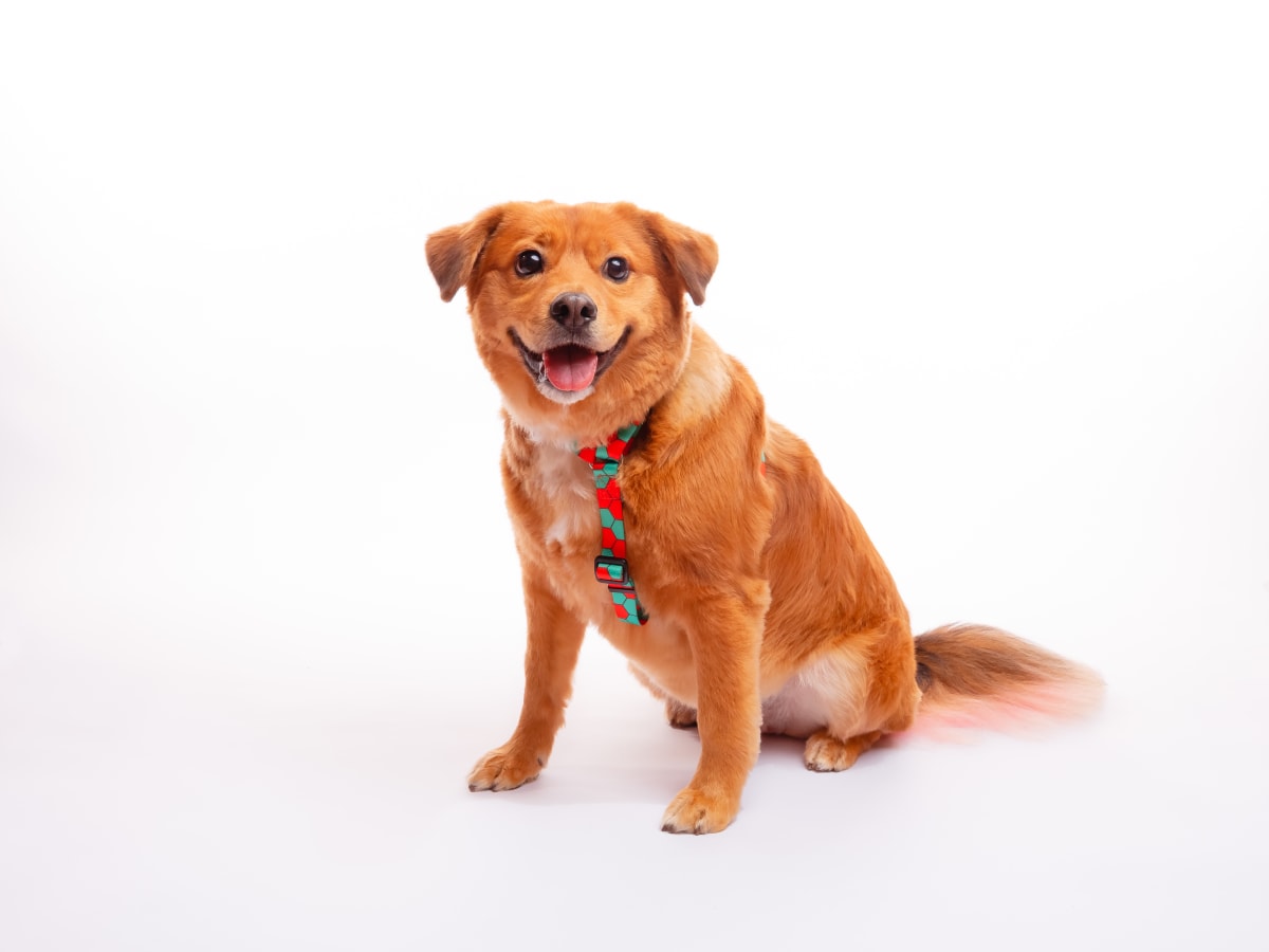 CACHORREIROS ARNES HONEY4