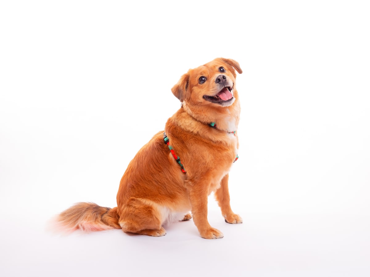 CACHORREIROS ARNES HONEY5