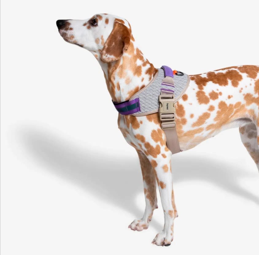 ZEEDOG ACG FLYHARNESS ARNES2