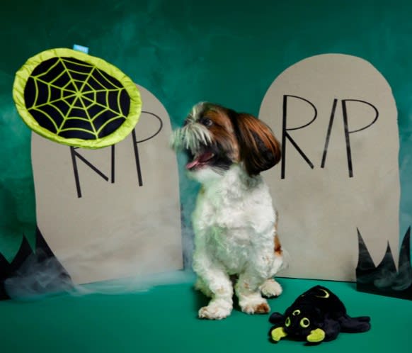 HALLOWEEN BARK ARAÑA DISCO2