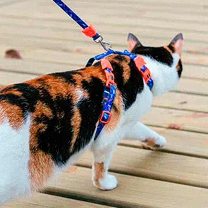 ZEECAT ARNES Y CORREA ATLANTA2