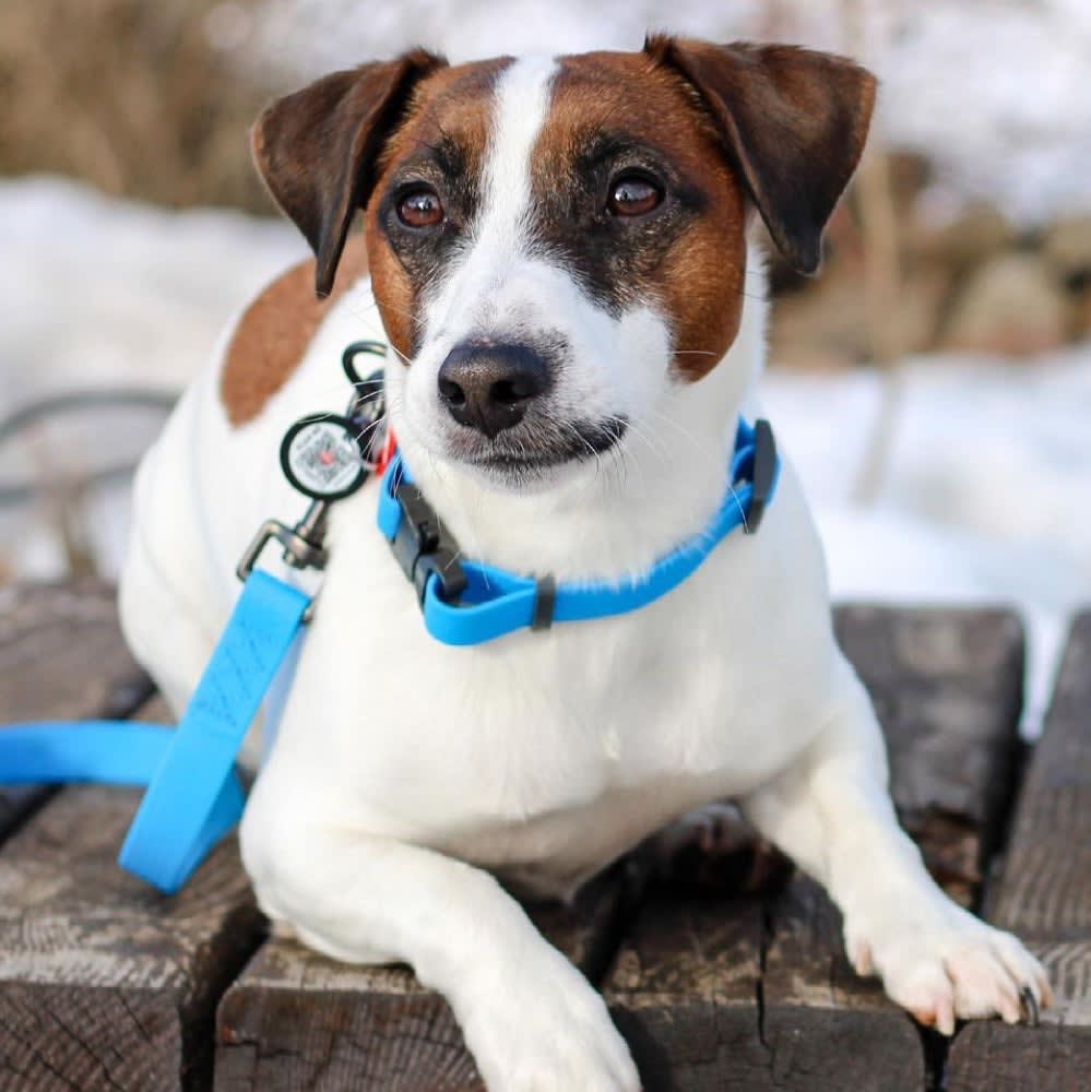 WAUDOG COLLAR WATERPROOF AZUL - HEBILLA FASTEX METAL - PLACA QR2