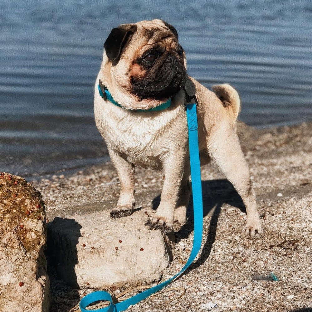 WAUDOG CORREA WATERPROOF AZUL2