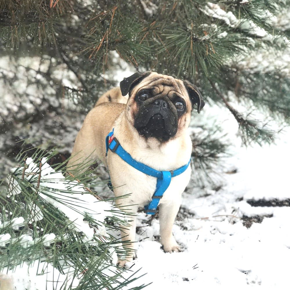 WAUDOG ARNES WATERPROOF AZUL - HEBILLA FASTEX METAL - PLACA QR2