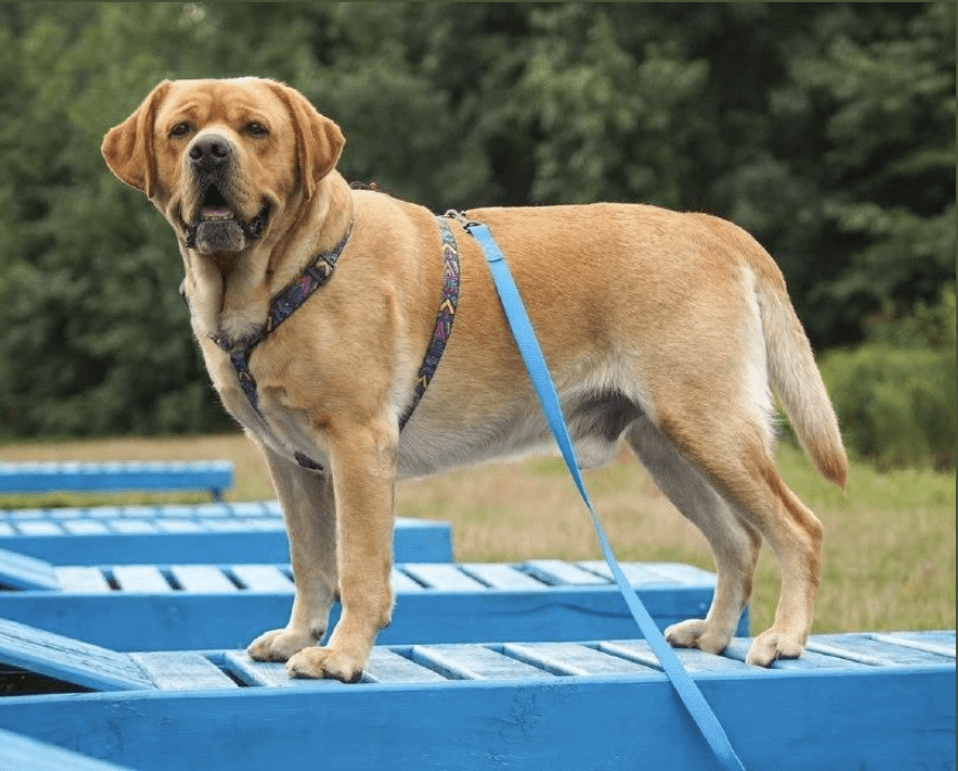 WAUDOG CORREA WATERPROOF AZUL3