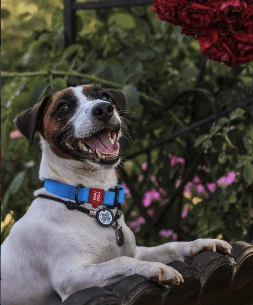 WAUDOG COLLAR WATERPROOF AZUL - HEBILLA FASTEX METAL - PLACA QR4