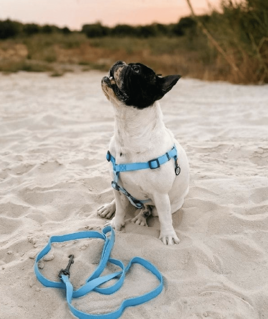 WAUDOG CORREA WATERPROOF AZUL4