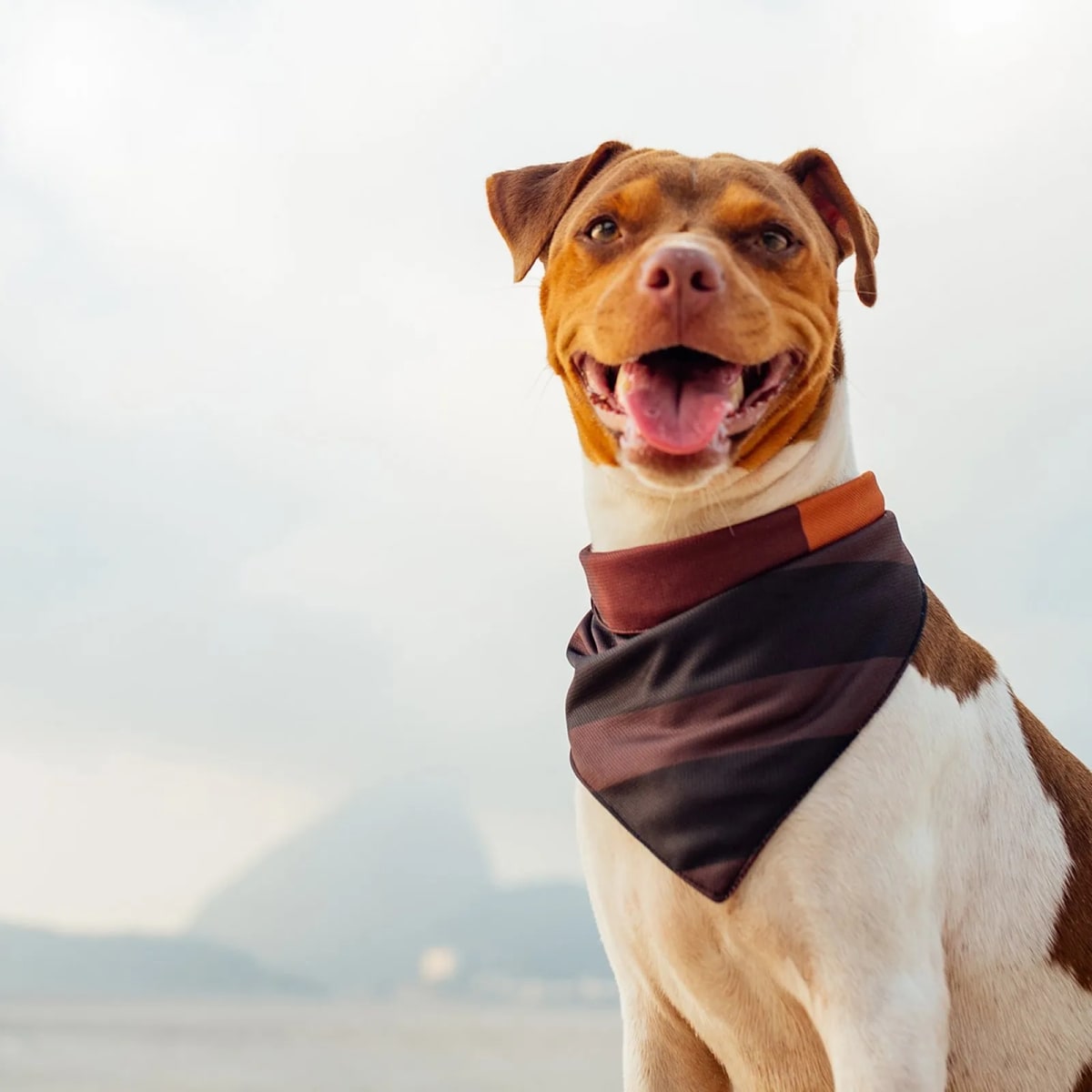 CACHORREIROS BANDANA BOB E MARLEY2